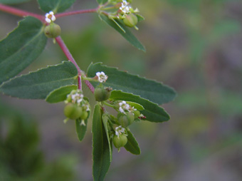 オオニシキソウ